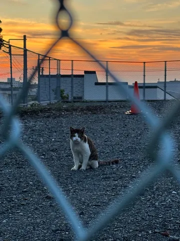 夕暮れと猫と柵の影