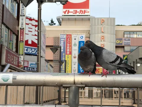 イトーヨーカドーの前にいる鳩