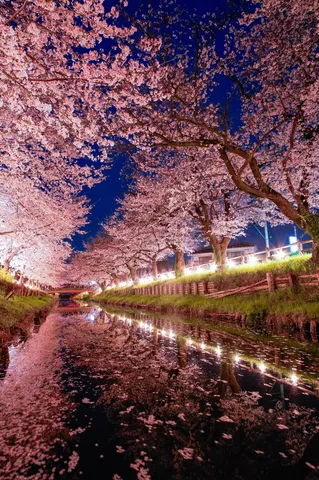 夜桜が流れる水辺