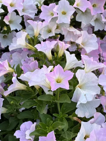 淡い夢色、花々の集い
