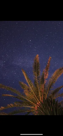 星空とヤシの夜風