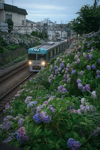 軌道に寄り添う花の道