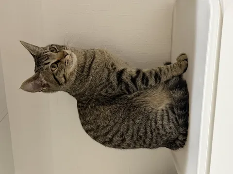 壁際で見つめる猫