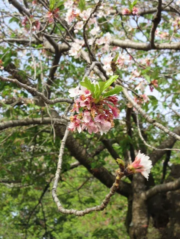 春の花が集う一瞬
