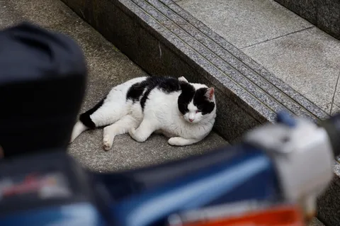 日常のひとコマ、猫のまどろみ