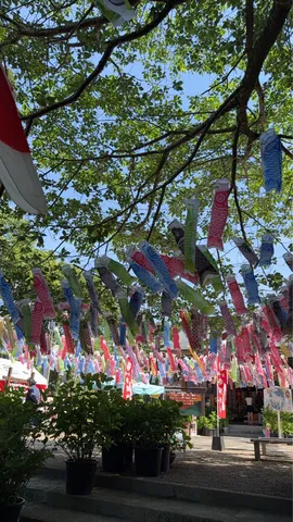 風に泳ぐ鯉のぼりの路地