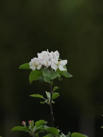 深緑に映える小花