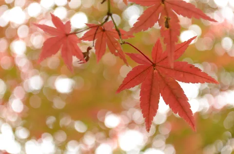 紅葉の小径、木漏れ日の囁き
