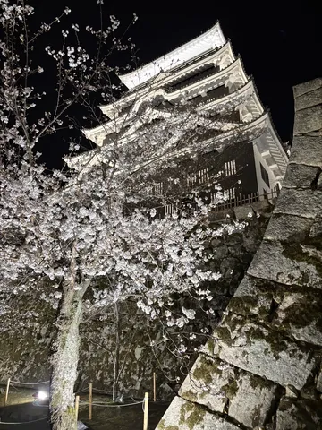 夜桜と古城の幻想的な競演