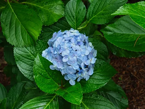 雨粒まとったアジサイの神秘