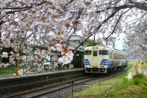 桜舞う駅に滑り込む列車