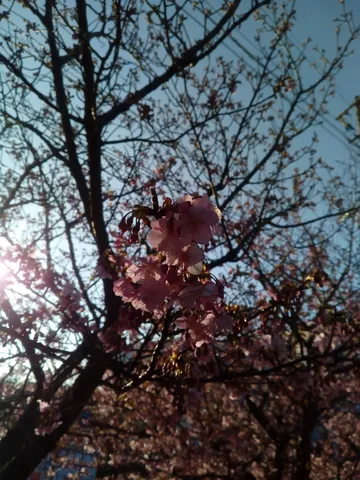 春を待つ、淡い光の桜
