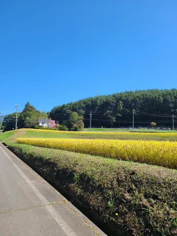 黄金色の稲穂と青い空