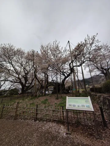 古木の桜、時を告げる