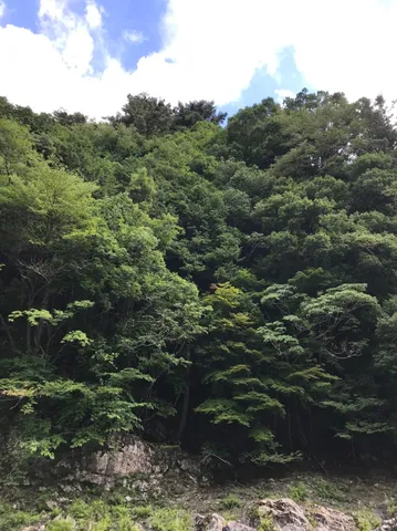 緑陰に包まれた山の斜面