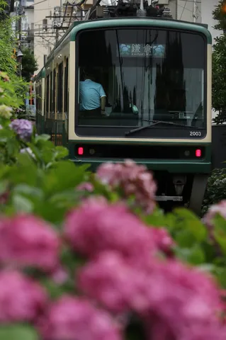 紫陽花と電車、夏の訪れ