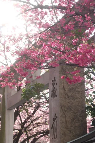 春を告げる桜と石柱