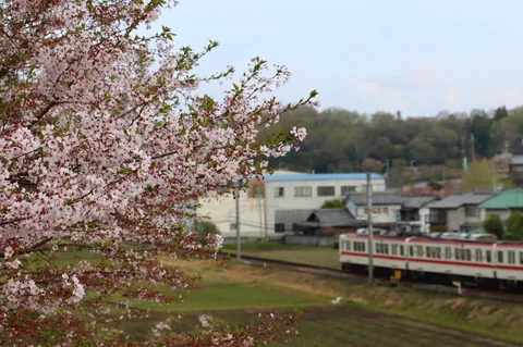 桜越しのローカル線
