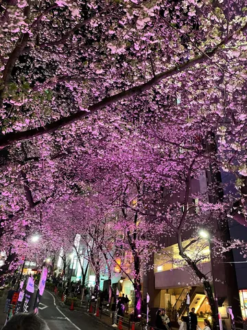 紫に染まる夜桜道