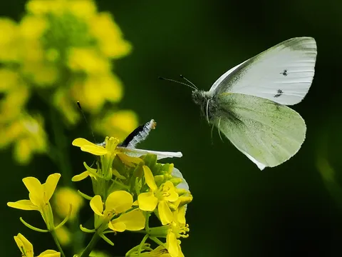 黄色い花にとまる白い蝶