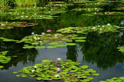 水辺に浮かぶ花の静謐