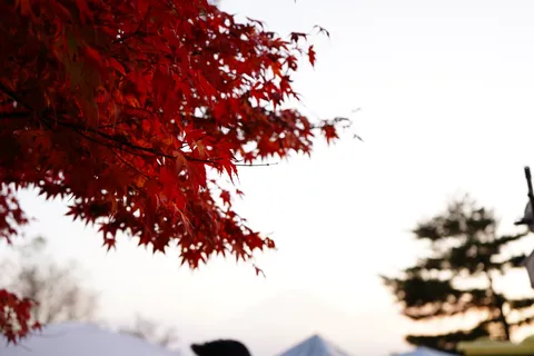 紅葉が静かに染む夕景