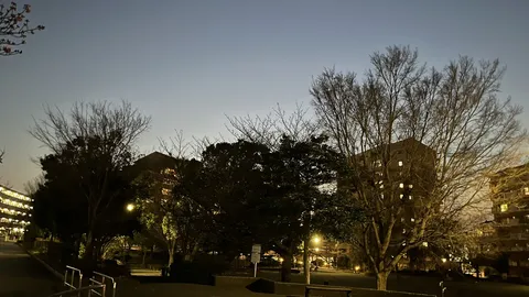 夕暮れの裸木、輝く窓