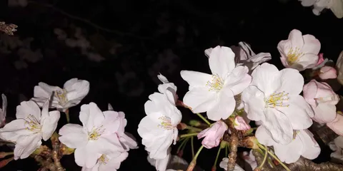 夜桜の囁きと白花
