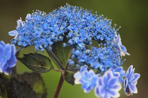青い花火、夏の夢