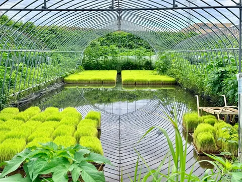 未来を育む、水上の緑