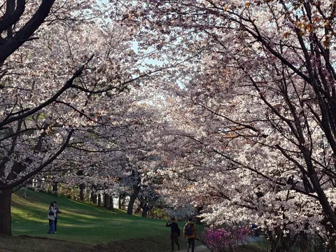 桜咲き誇る春の散歩道