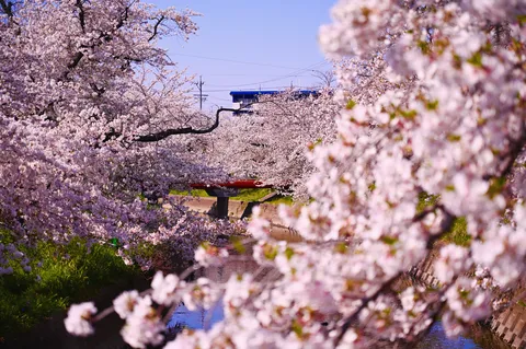 桜と橋が織りなす春景色