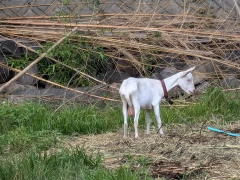 草を食む白ヤギ、ちょっと休憩中？