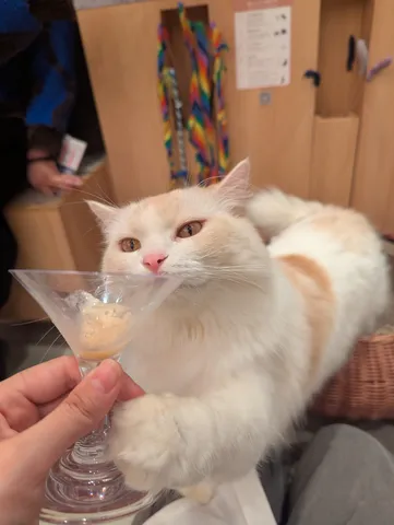 猫ちゃんのカクテルタイム