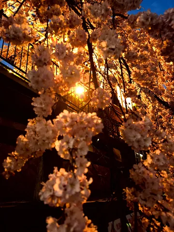 夜桜、灯りに照らされて