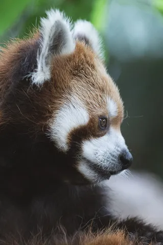 森の賢者、レッサーパンダ