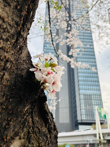 幹に宿る可憐な春