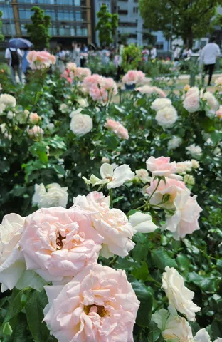 雨上がり、薔薇の庭園