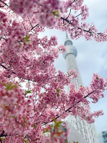 桜越しに望む空の塔