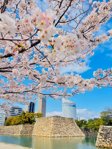 桜と石垣、都会の春景色