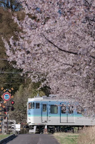 桜舞い散る踏切と春列車