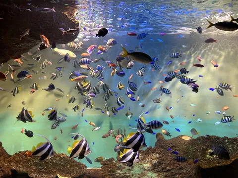 色とりどりの魚たち、水中世界の宝箱