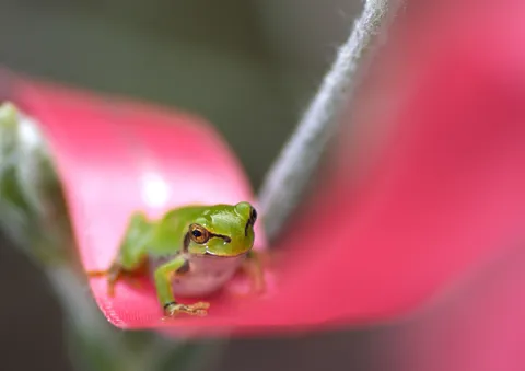 花と緑の小さな出会い