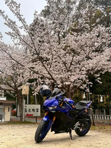 桜に映える青い疾走感