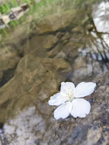 水辺に落ちる白い花