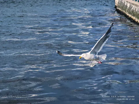 水面を滑るように飛ぶ鳥