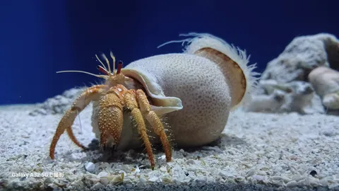 砂上の旅人、殻に宿る生命