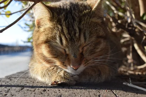 眠れる静寂