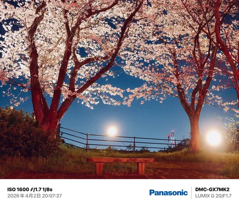 夜空に咲く桜の灯り