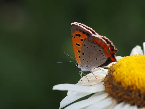 花と蝶の静かな瞬間